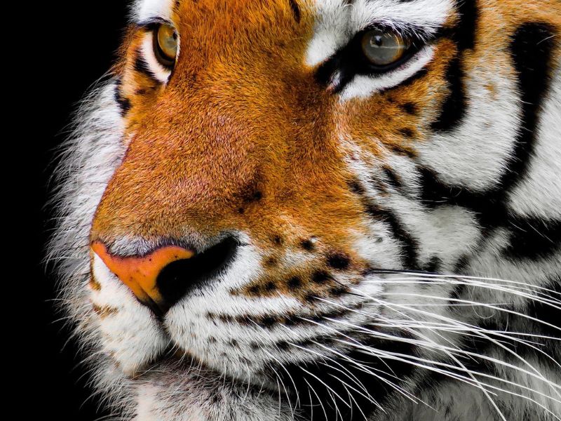 Schwarzwald Radregion, Radtouren, Bikeurlaub Natur, Talradeln, Aktivurlaub Bike, Tatzmania Park